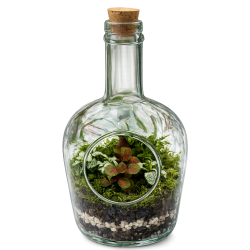 Terrario Botella